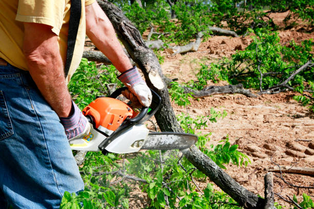 Reliable Reidland, KY Tree Service Solutions